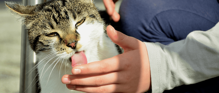 chat lèche